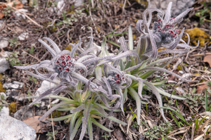0104-Cynoglossum-magellense-stony-pastures