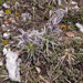 0105-Cynoglossum-magellense-stony-pastures
