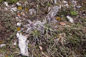 0105-Cynoglossum-magellense-stony-pastures