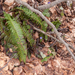 0108-lansvaren-Polystichum-lonchitis-cool-fagus-sylvatica-woods-a