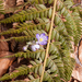 0109-Stijve-naaldvaren-Polystichum-aculeatum-woods