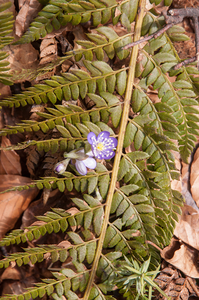 0109-Stijve-naaldvaren-Polystichum-aculeatum-woods