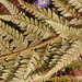 0110-Stijve-naaldvaren-Polystichum-aculeatum-woods