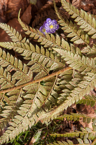 0110-Stijve-naaldvaren-Polystichum-aculeatum-woods