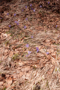 0111-crocus-vernus-crocus-neapolitanus-montane-pastures