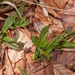 0112-Plantago-atrata