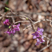 0113-Rood-peperboompje-Daphne-mezereum-woods-and-margins-scrub