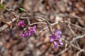 0113-Rood-peperboompje-Daphne-mezereum-woods-and-margins-scrub