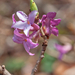 0114-Rood-peperboompje-Daphne-mezereum-woods-and-margins-scrub
