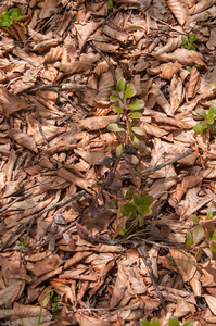 0114-Berendruif-Arctostaphylos-uva-ursi-subalpine-scrub-stony-slo