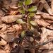 0115-Berendruif-Arctostaphylos-uva-ursi-subalpine-scrub-stony-slo