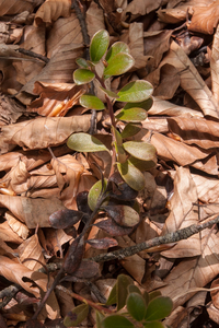 0115-Berendruif-Arctostaphylos-uva-ursi-subalpine-scrub-stony-slo