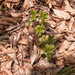 0116-Berendruif-Arctostaphylos-uva-ursi-subalpine-scrub-stony-slo
