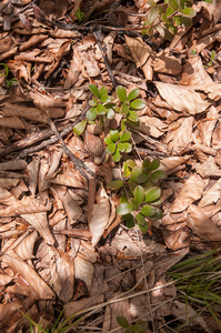 0116-Berendruif-Arctostaphylos-uva-ursi-subalpine-scrub-stony-slo