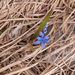 0117-Vroege-sterhyacint---Scilla-bifolia-woods-pastures