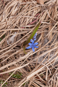 0117-Vroege-sterhyacint---Scilla-bifolia-woods-pastures