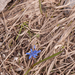 0118-Vroege-sterhyacint---Scilla-bifolia-woods-pastures