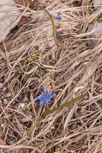 0118-Vroege-sterhyacint---Scilla-bifolia-woods-pastures