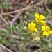 0120-Alyssum-diffusum-stony-pastures