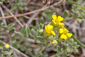 0120-Alyssum-diffusum-stony-pastures