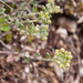 0121-Alyssum-diffusum-stony-pastures