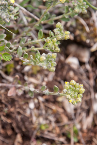 0121-Alyssum-diffusum-stony-pastures