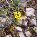 0122-Alyssum-diffusum-stony-pastures