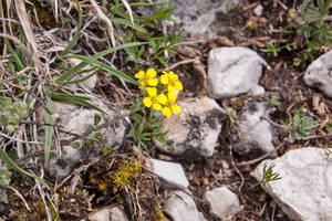 0122-Alyssum-diffusum-stony-pastures