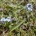 0125-myosotis-spec