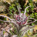 0126-Cynoglossum-magellense-stony-pastures