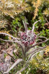 0126-Cynoglossum-magellense-stony-pastures