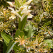 0128-vlierorchis