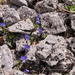 0129-viola-euginae