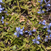 0130-vleugeltjesbloem-spec