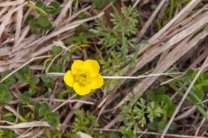 0131-Ranunculus-millefoliatus-arid-pastures