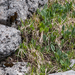 0134-plant-onbekend