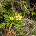 0135-Gele-anemoon---Anemone-ranunculoides