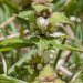 0137-lamium-spec