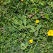 0138-plant-onbekend