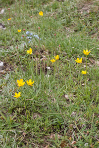 0141-Ranunculus-millefoliatus-arid-pastures