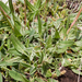 0144-rumex-spec