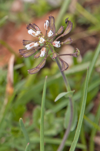 0148-thlaspi-perfoliatum-doorgroeide-boerenkers