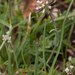 0149-thlaspi-perfoliatum-doorgroeide-boerenkers