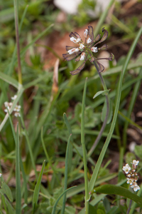 0149-thlaspi-perfoliatum-doorgroeide-boerenkers