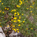 0150-potentilla-spec