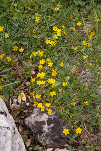 0150-potentilla-spec