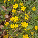 0151-potentilla-spec