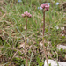 0152-Valeriana-tuberosa-arid-pastures