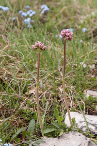 0152-Valeriana-tuberosa-arid-pastures