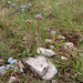 0153-Valeriana-tuberosa-arid-pastures